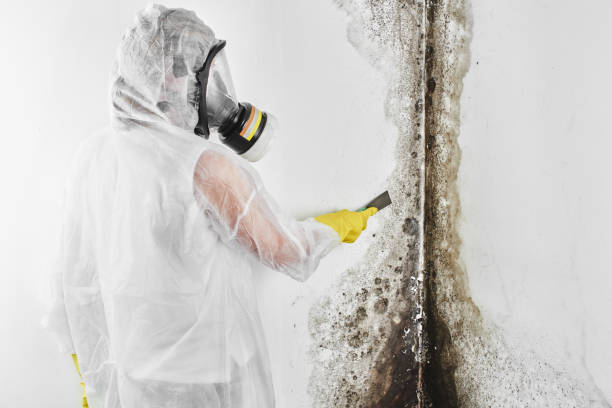 Best Office Mold Removal Services  in Bristol, WI