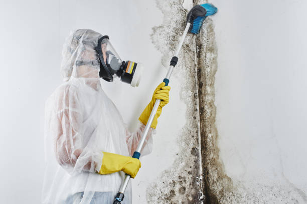 Best Black Mold Removal  in Bristol, WI