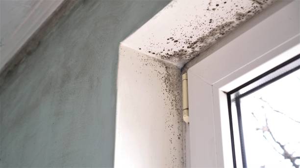 Best Attic Mold Removal  in Bristol, WI