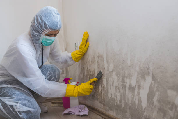 Best Mold Remediation  in Bristol, WI