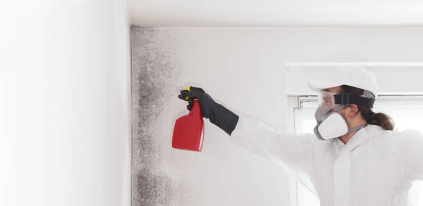 Best Mold Damage Repair  in Bristol, WI