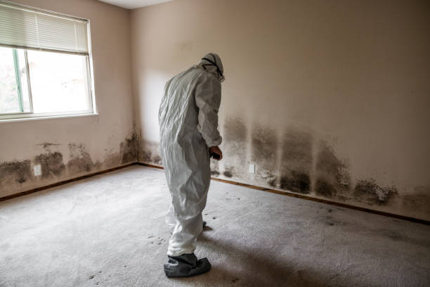 Trusted Bristol, WI Mold Removal Experts