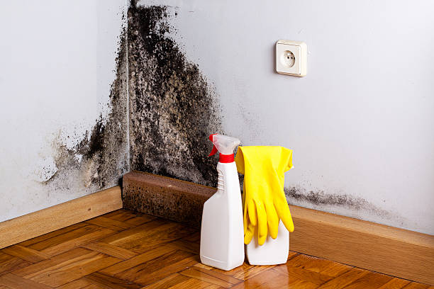 Best Certified Mold Removal  in Bristol, WI