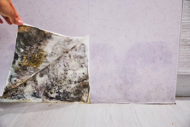 Best Toxic Mold Removal  in Bristol, WI